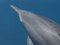 Delfini superficie